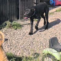 Cane corso a adopter #2