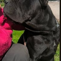 Cane corso a adopter #3