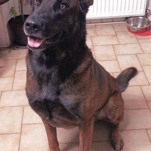 Chien de garde berger belge malinois à donner