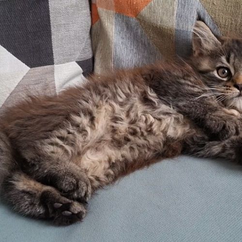 Chaton femelle maine coon loof #0