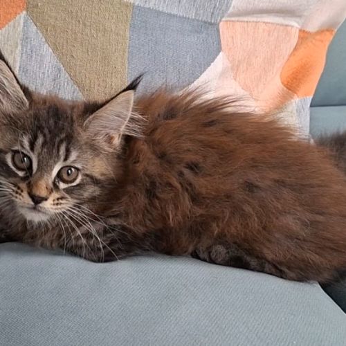 Chaton femelle maine coon loof #2