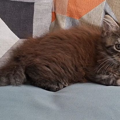 Chaton femelle maine coon loof #3