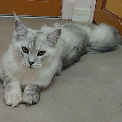 Chaton femelle maine coon loof #4