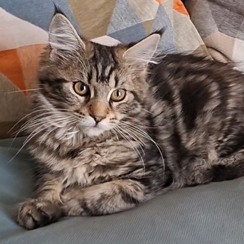 Chaton femelle maine coon loof #2