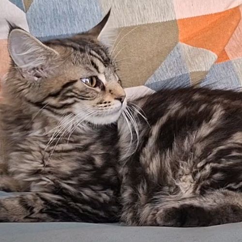 Chaton femelle maine coon loof #3