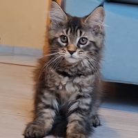 Chaton femelle maine coon loof