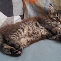 Chaton femelle maine coon loof