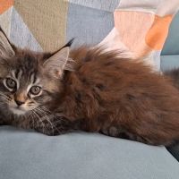 Chaton femelle maine coon loof #2