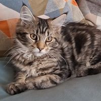 Chaton femelle maine coon loof #2