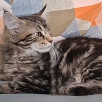 Chaton femelle maine coon loof #3