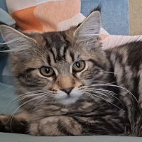 Chaton femelle maine coon loof