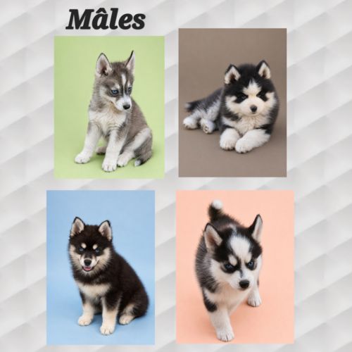 Chiot pomsky yeux bleus #1