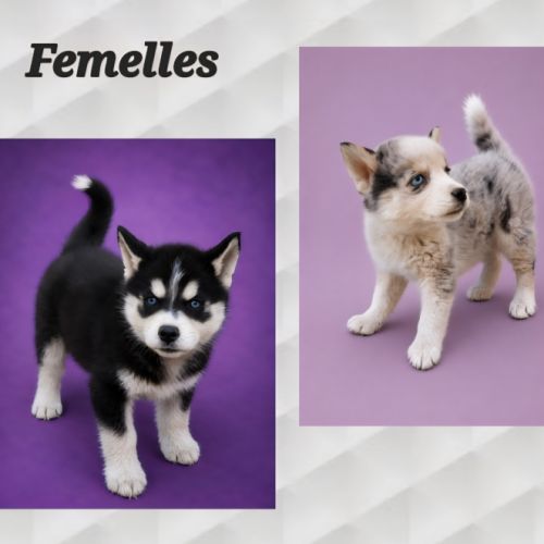 Chiot pomsky yeux bleus #0