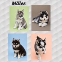 Chiot pomsky yeux bleus #1