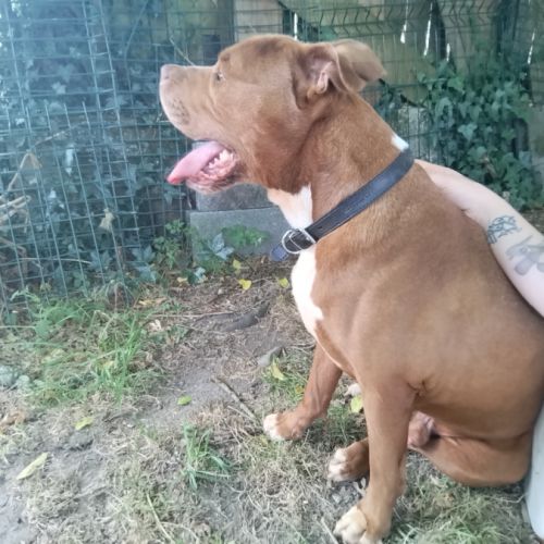 Donne chien type staffy/ américain #0