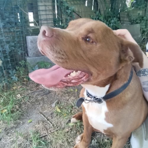 Donne chien type staffy/ américain #2