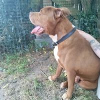 Donne chien type staffy/ américain