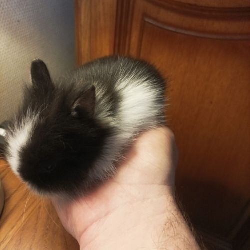 Fem lapin tête de lion 3 mois