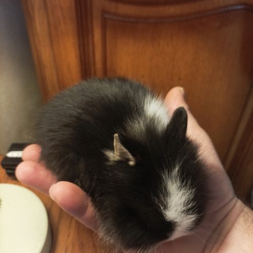Fem lapin tête de lion 3 mois #2