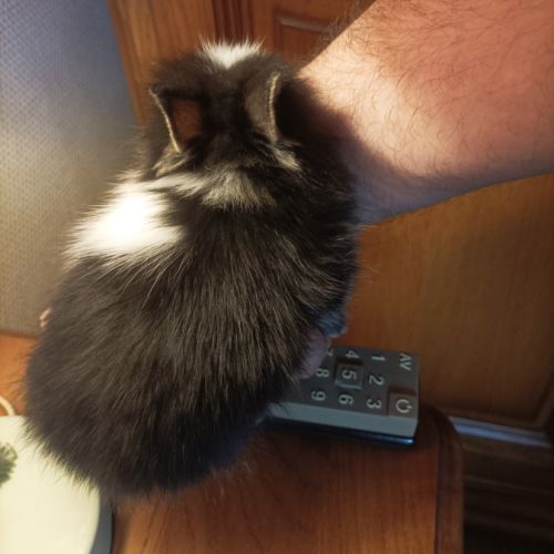 Fem lapin tête de lion 3 mois #3