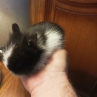 Fem lapin tête de lion 3 mois #0