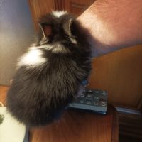 Fem lapin tête de lion 3 mois #3