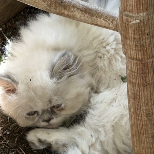Chaton persan #4