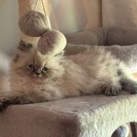 Chaton persan #1