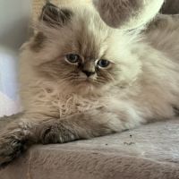 Chaton persan #0