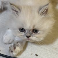 Chaton persan #3