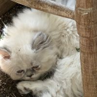 Chaton persan #4