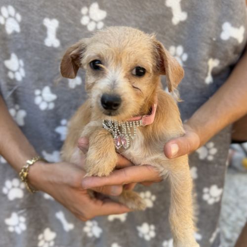 Disponible femelle chipoo chihuahua x caniche toy