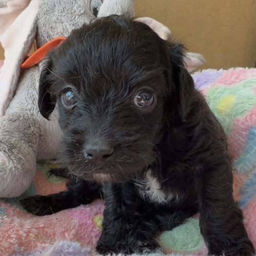 Chipoo chihuahua x caniche toy #2