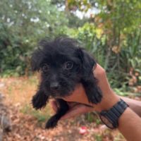 Disponible chipoo chihuahua x caniche toy