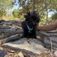 Disponible chipoo chihuahua x caniche toy
