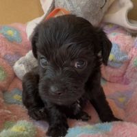 Chipoo chihuahua x caniche toy