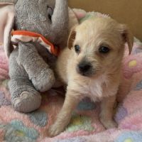 Chipoo chihuahua x caniche toy #3