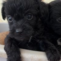 Chipoo chihuahua x caniche toy #4
