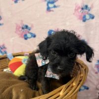 Disponible chipoo chihuahua x caniche toy