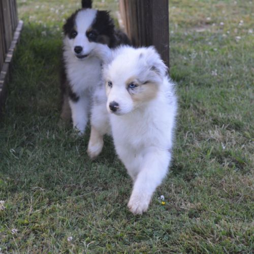 Chiots berger australien #1