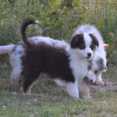 Chiots berger australien #2
