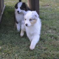 Chiots berger australien #1