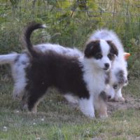 Chiots berger australien #2