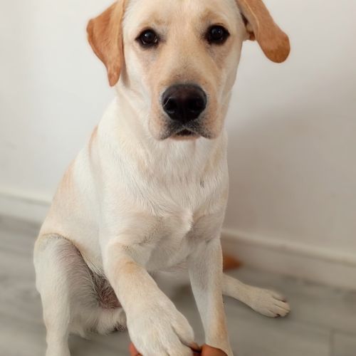 Chiots labrador lof à réserver #1