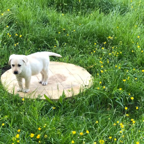 Chiots labrador lof à réserver #6