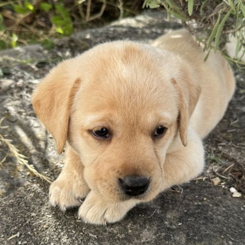 Chiots labrador lof à réserver