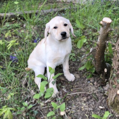 Chiots labrador lof à réserver #7