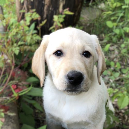 Chiots labrador lof à réserver #8