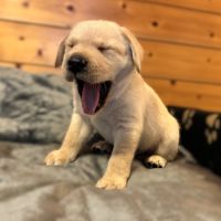 Chiots labrador lof à réserver #2