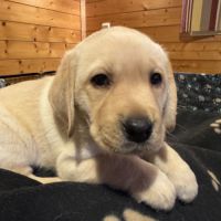 Chiots labrador lof à réserver #3